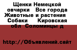 Щенки Немецкой овчарки - Все города Животные и растения » Собаки   . Кировская обл.,Соломинцы д.